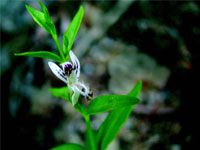 ANDROGRAPHIS EXTRACT (Andrographis paniculata)