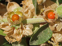 ASHWAGANDHA EXTRACT (Withania somnifera)