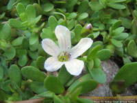 BACOPA MONNIERI EXTRACT (Bacopa Monnieri)