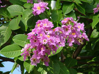 BANABA EXTRACT (Lagerstomia speciosa)