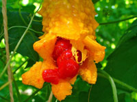 BITTER MELON EXTRACT (Momordica charantia)
