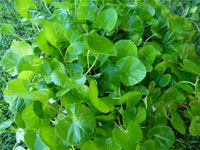 CENTELLA ASIATICA EXTRACT (Centella Asiatica)