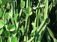 CISSUS QUADRANGULARIS
