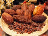 COCOA BEAN EXTRACT (Theobroma Cocoa)