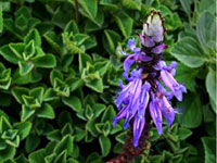 Coleus Forskohlii (Coleus)