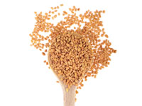 FENUGREEK (Trigonella Foenumgraecum)