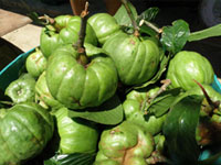 GARCINIA CAMBOGIA EXTRACT (Garcinia Cambogia)