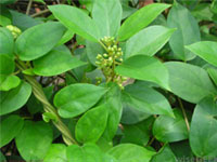 GYMNEMA EXTRACT (Gymnema Sylvestre)