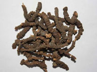 Cephaelis ipecacuanha (Ipecac)