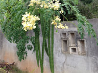 MORINGA EXTRACT(Moringa oleifera)