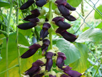 MUCUNA PRURIENS EXTRACT (Mucuna pruriens)