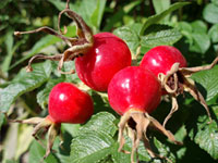 ROSEHIPS EXTRACT (Rosa canina)