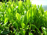 GREEN TEA EXTRACT (Camellia sinensis)