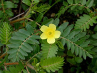 TRIBULUS TERRESTRIS EXTRACT (Tribulus terrestris)