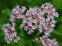 VALERIAN EXTRACT (Valeriana offcinalis)
