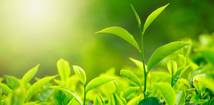 Phytochemicals Hero 1