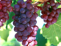 Vitis Vinifera Extract (Grape Seed)
